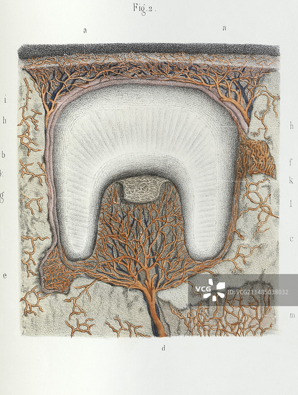 牙齿发育，1839年画作图片素材