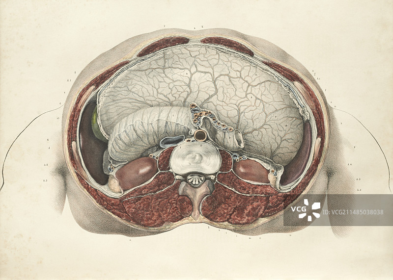 1839年腹部解剖结构图图片素材