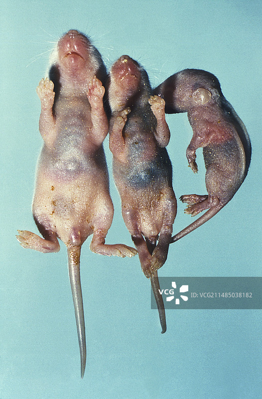 感染肝炎冠状病毒死亡的小鼠图片素材