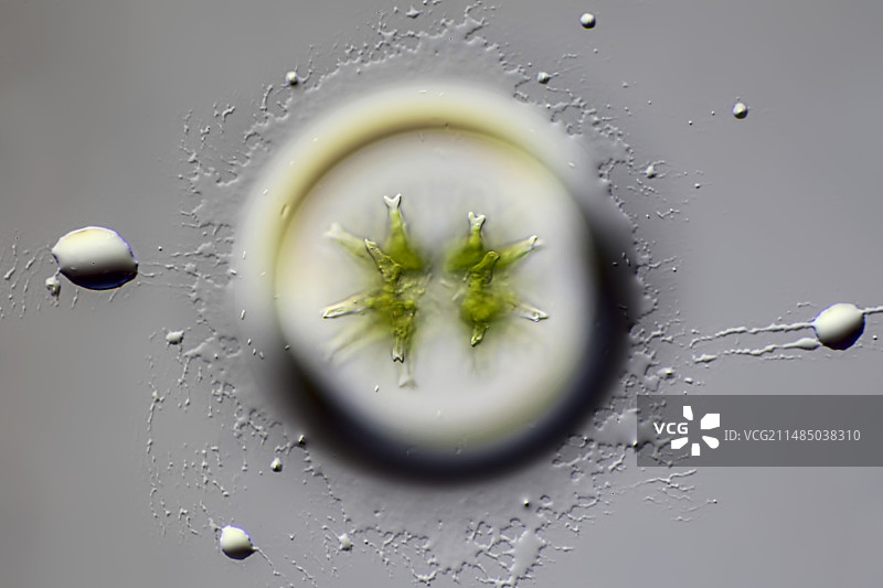 绿藻显微照片图片素材