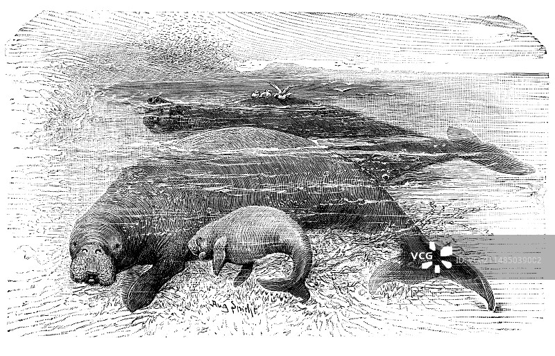 斯特拉海牛，19世纪图片素材