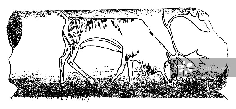 1898年史前驯鹿雕刻图片素材