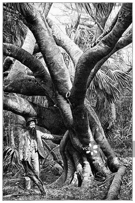 19世纪的巴拉塔橡胶树图片素材