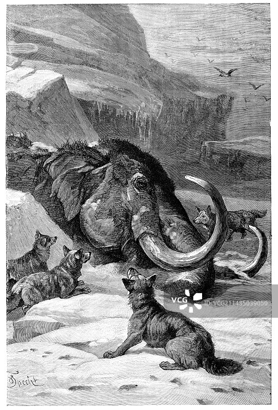 哈士奇犬正在吃冰冻猛犸象，1899年图片素材