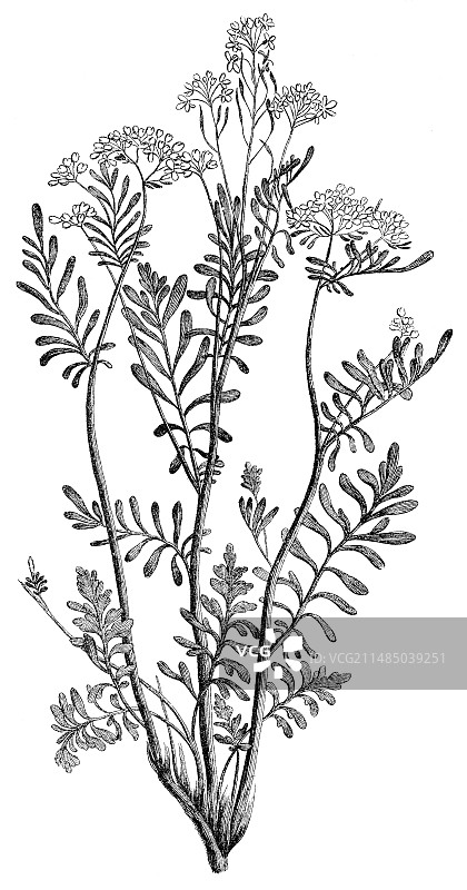 19世纪的荠菜植物图片素材