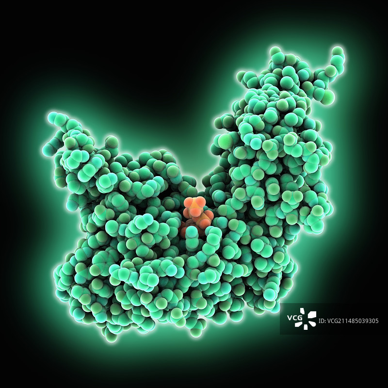 ATP依赖性DNA连接酶分子图片素材