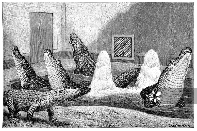 19世纪圈养的鳄鱼图片素材