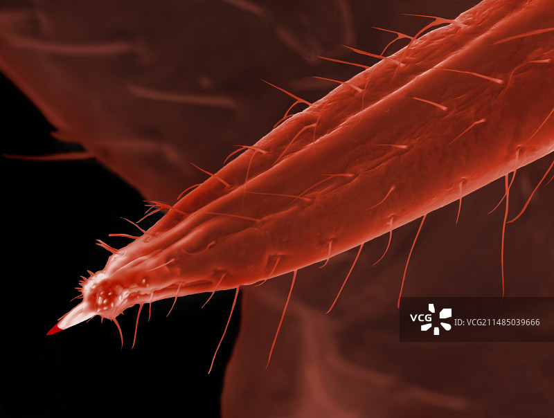 臭虫喙，ESEM图片素材