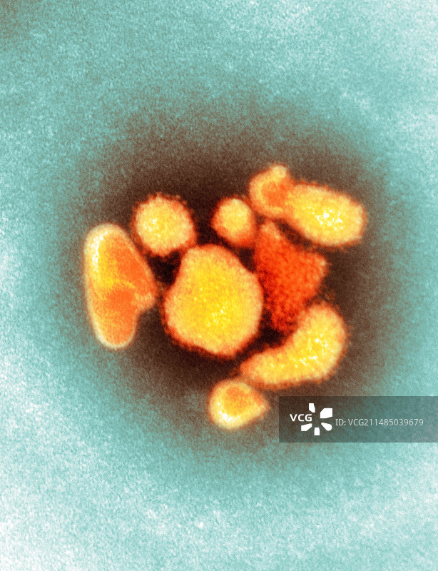 沙粒病毒的病毒颗粒（透射电镜）图片素材