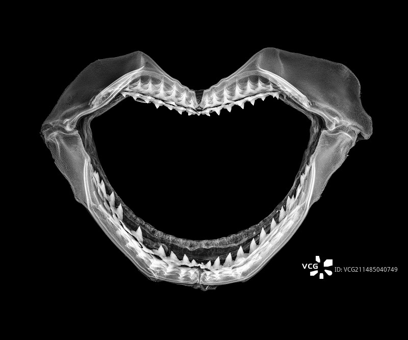 鲨鱼下颚X光片图片素材