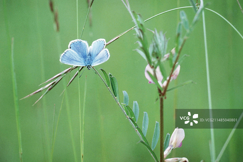 阿多尼斯蓝蝴蝶图片素材