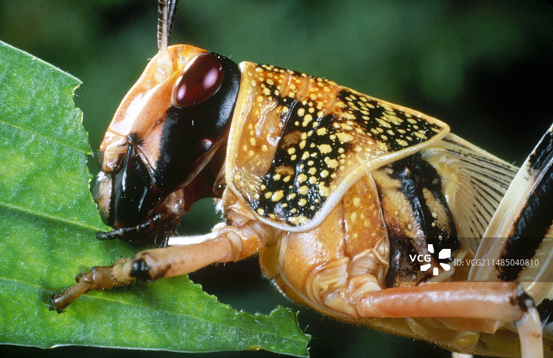 沙漠蝗虫若虫图片素材