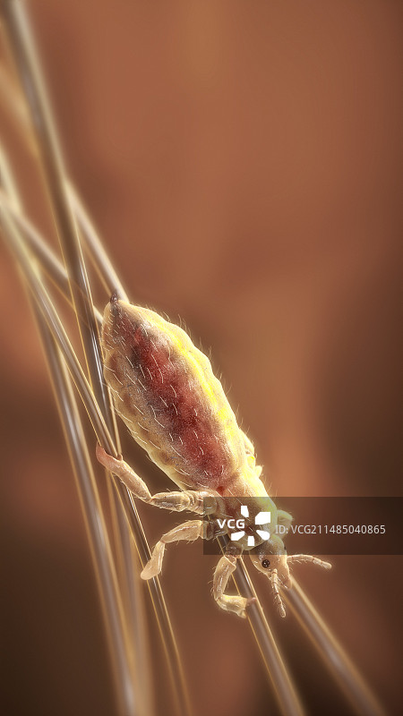 头虱艺术图图片素材