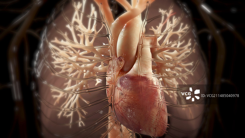 胸部解剖结构图图片素材