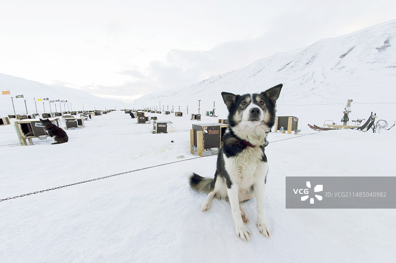 哈士奇犬和犬舍图片素材
