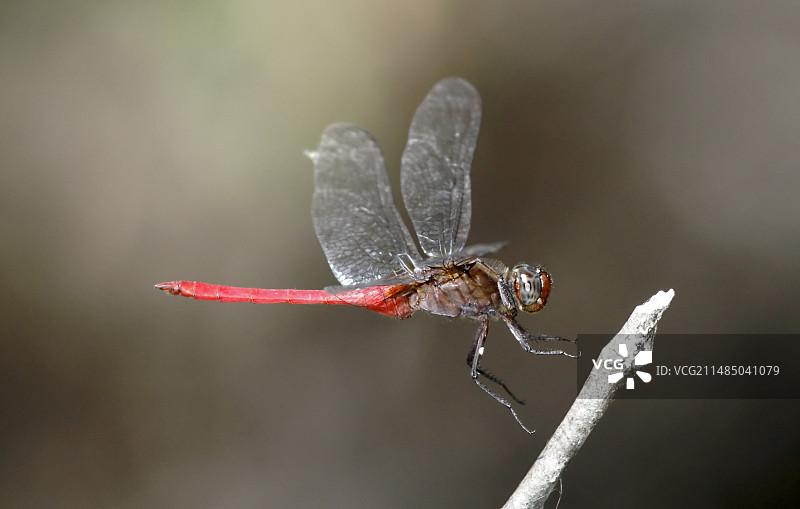 玫瑰色掠食蜻蜓图片素材