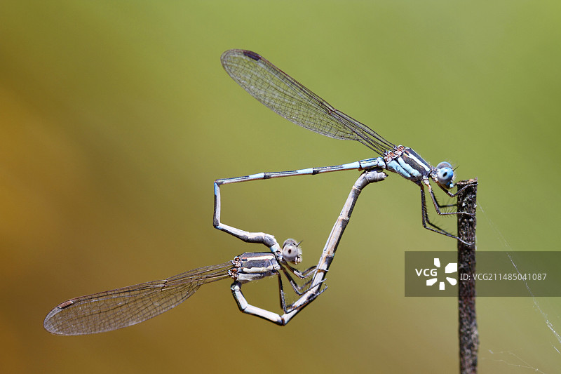 蓝环尾豆娘交配图片素材