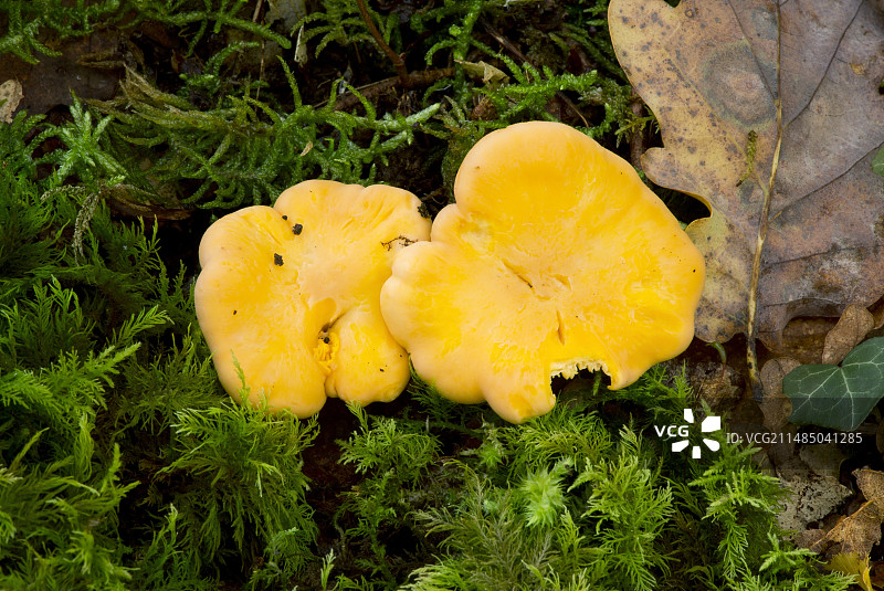 鸡油菌图片素材