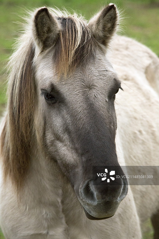 欧洲野马图片素材