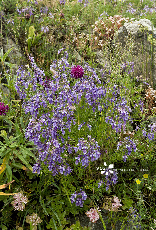 东方夏至草（Teucrium orientale）图片素材