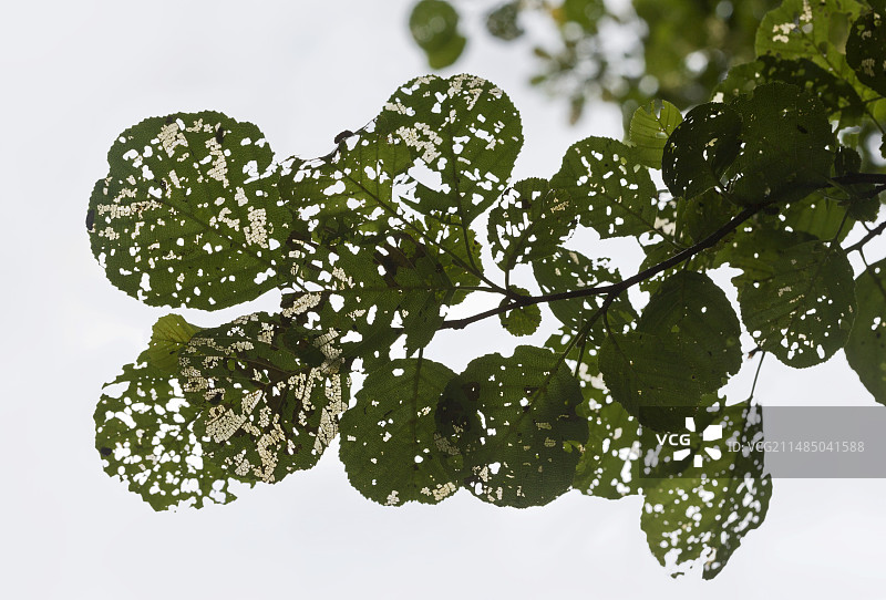 被昆虫损坏的桤木叶子图片素材