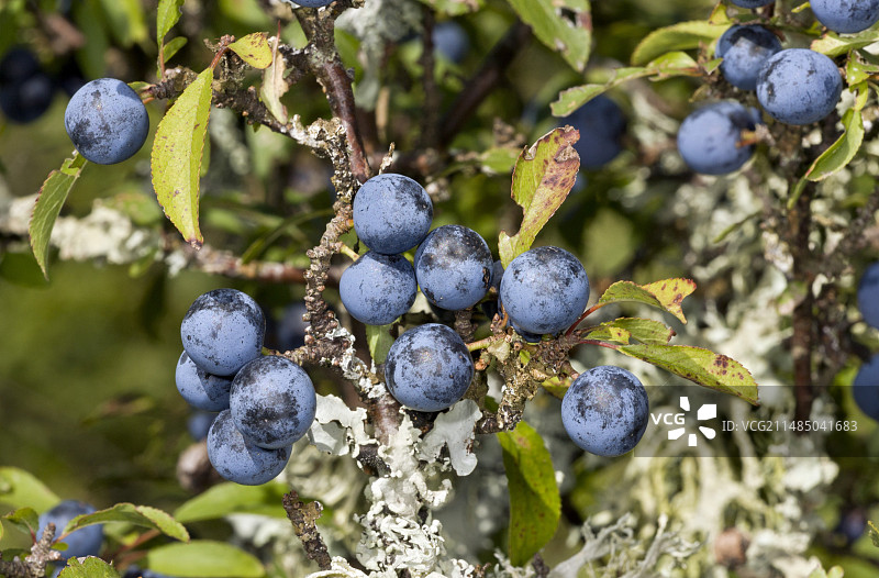 黑刺李浆果图片素材