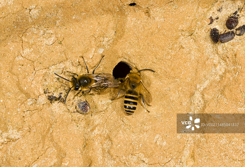 悬崖上筑巢的常春藤蜂图片素材
