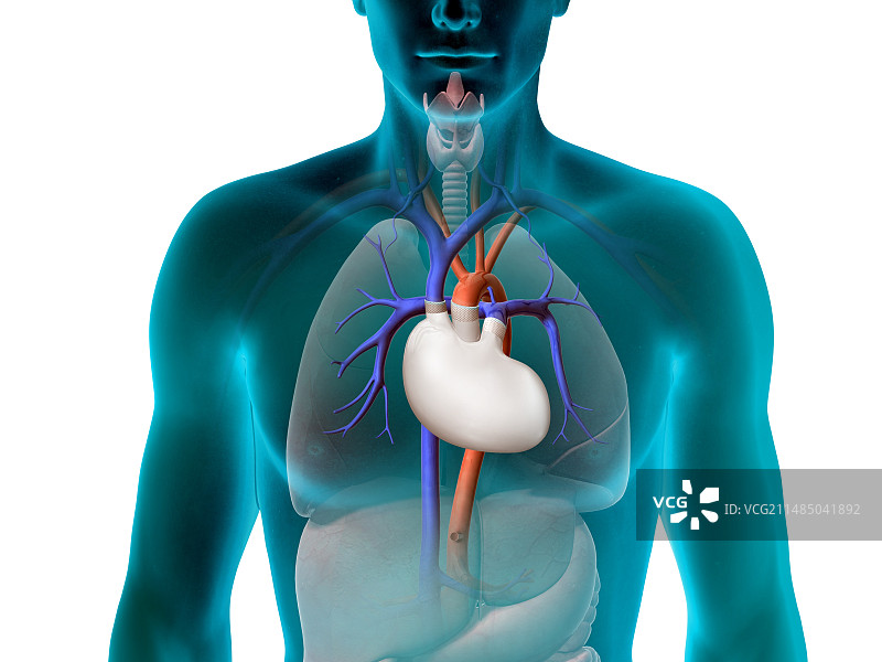 人造心脏艺术作品图片素材
