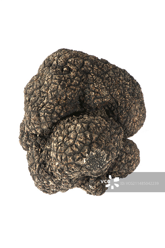 黑色佩里戈尔松露图片素材