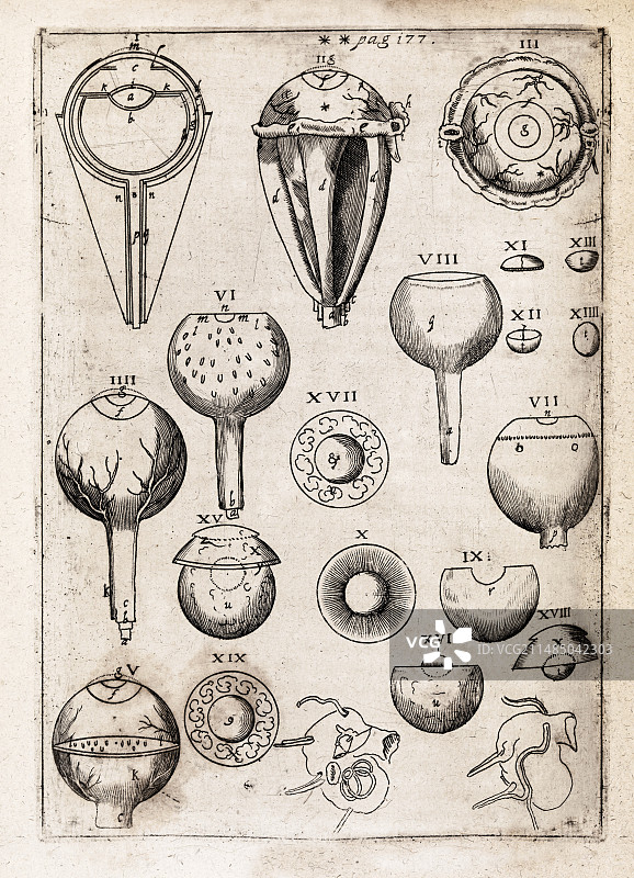 17世纪的眼睛解剖图图片素材