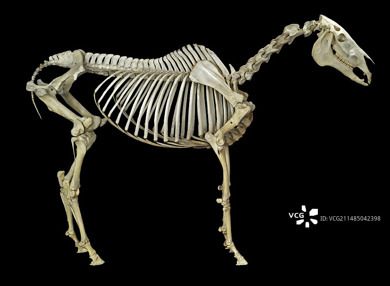 马骨骼图片素材