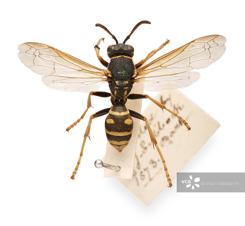 约翰·卢伯克爵士的宠物黄蜂图片素材