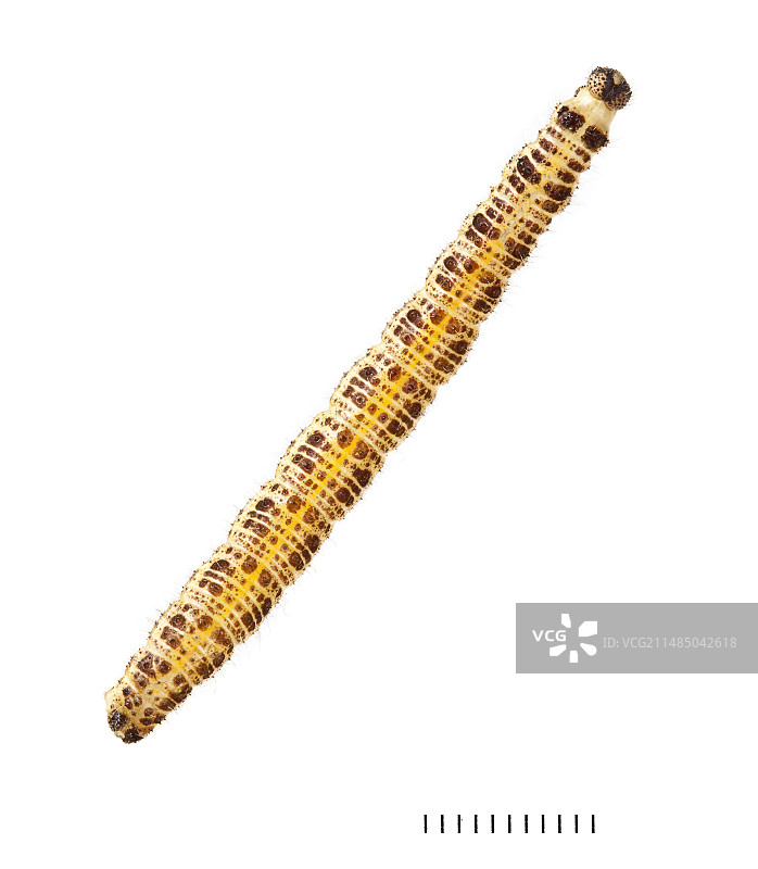 大白蝶幼虫图片素材