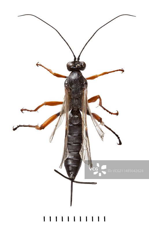 寄生黄蜂图片素材