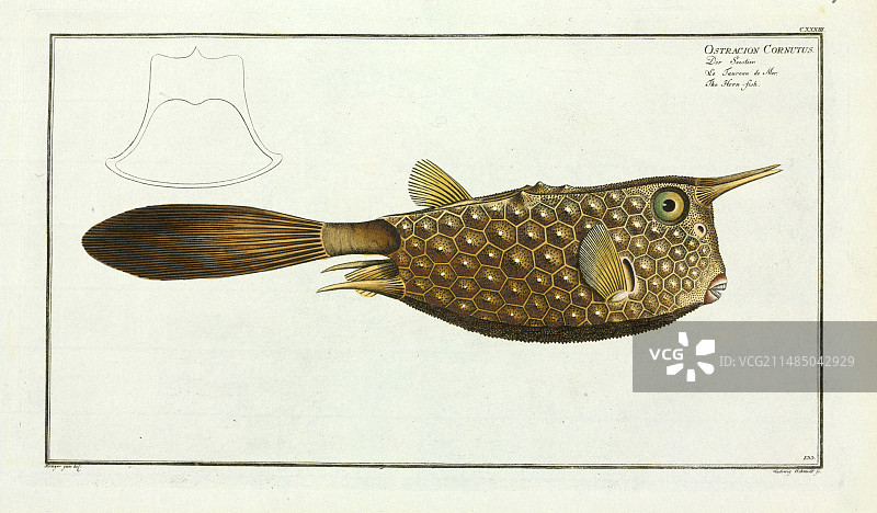 长角箱鲀图片素材