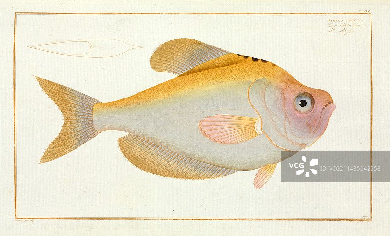 印度隆头鱼图片素材