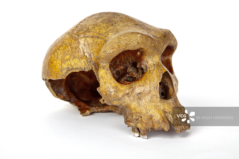 布罗肯希尔头骨，海德堡人图片素材