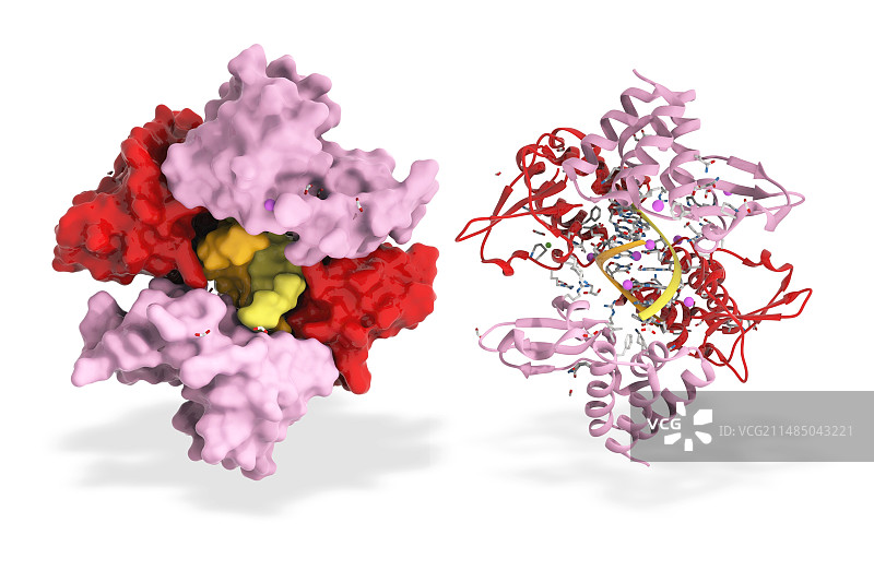埃博拉病毒蛋白35和RNA图片素材