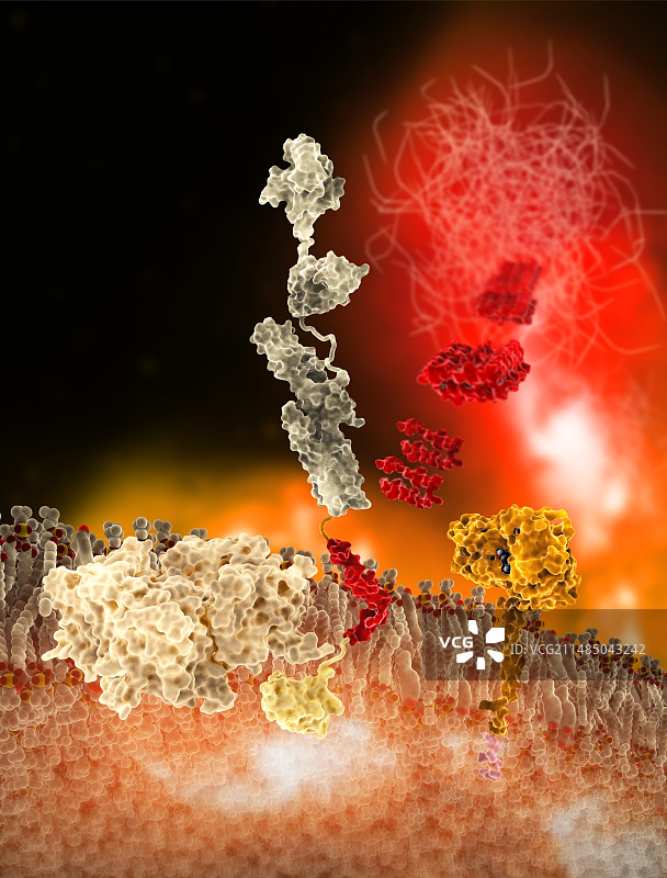 淀粉样β蛋白形成图片素材