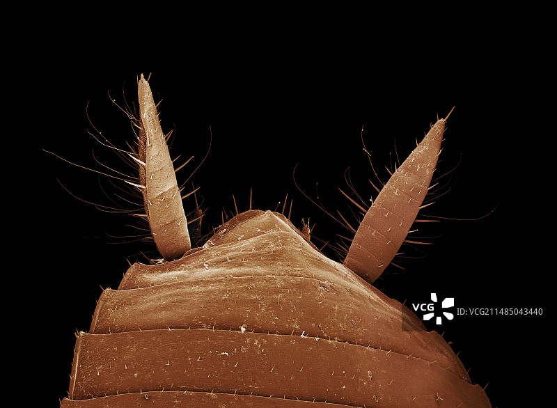 蟑螂尾须扫描电镜图图片素材
