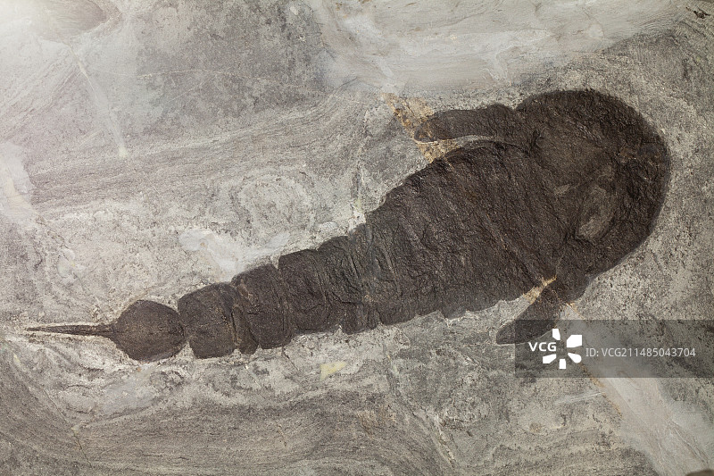 尖尾西摩蝎化石图片素材