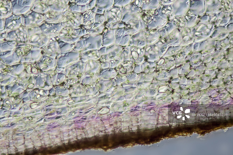 马铃薯块茎切片，光学显微镜图片素材