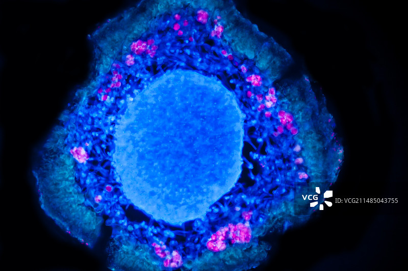 松萝地衣切片，LM图片素材