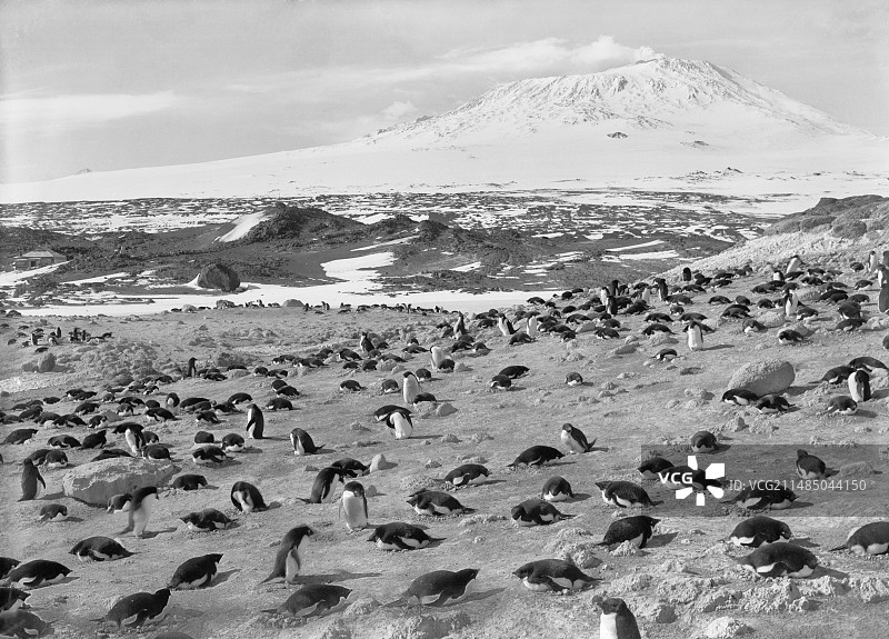 1911年南极洲的企鹅栖息地图片素材