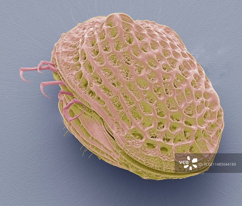 海洋桡足类生物扫描电镜图图片素材
