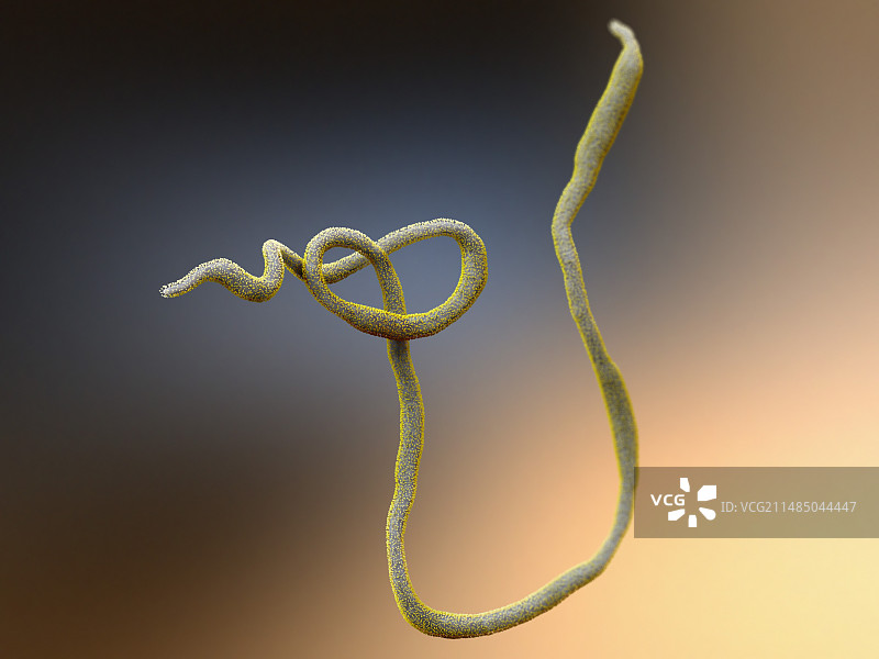 埃博拉病毒颗粒，艺术作品图片素材