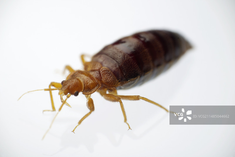 吸饱人血的臭虫图片素材