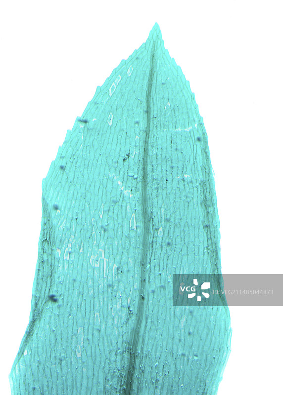 蕨类原叶体光学显微照片图片素材