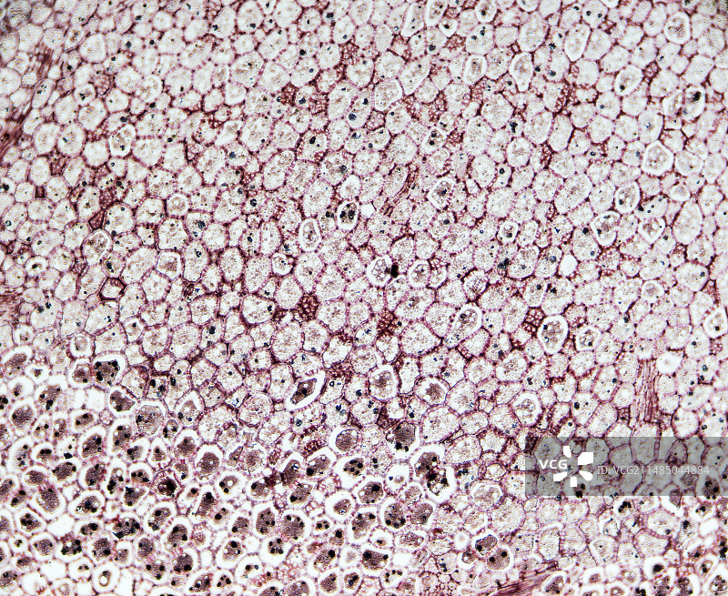 黄曲霉毒素真菌植物感染图片素材