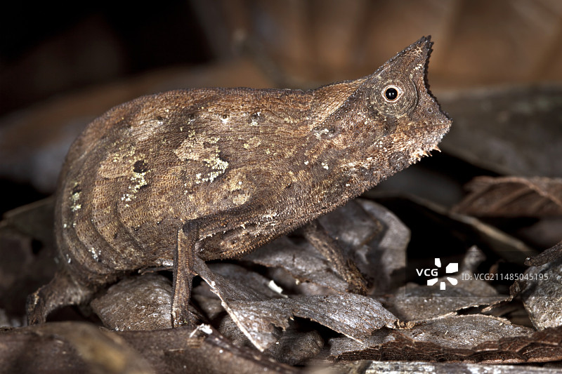 棕色叶变色龙图片素材